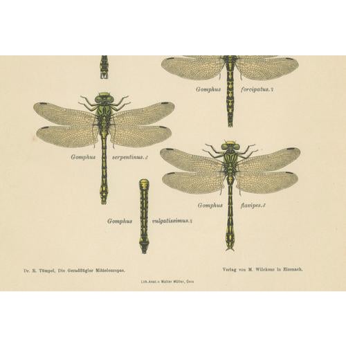 Dragonfly & Damselfly Lithographs by Richard Tümpel, 1908, Set of 3 For Sale - Image 11 of 14