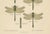 Dragonfly & Damselfly Lithographs by Richard Tümpel, 1908, Set of 3 For Sale - Image 11 of 14