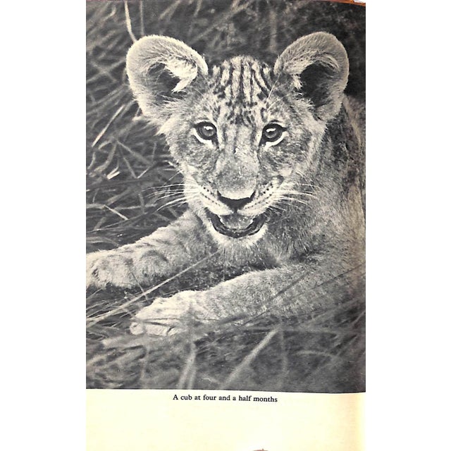 1960s "Living Free: The Story of Elsa and Her Cubs" 1961 Adamson, Joy For Sale - Image 5 of 9