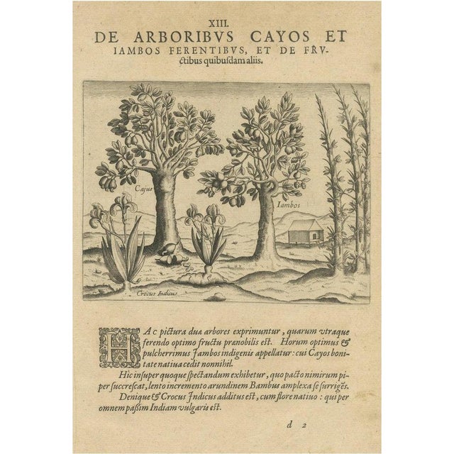 Pink Exotic Flora of the Indies, 1601, Paper For Sale - Image 8 of 8
