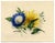 An original c.1825 watercolour painting, James Holland OWS, Morning Glory & Marguerite Daisy Flower.An exceptional flower...