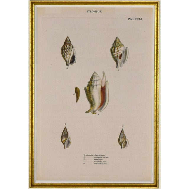 19th Century English Hand Colored Shell Engraving Lovell Augustus Reeves For Sale - Image 4 of 8
