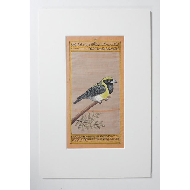 Late 20th century gouache on tan paper painting of a Goldfinch bird with text. Beautiful colors intricate details....