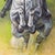 British Equestrian Horse Race or Fox Hunt Painting by Sheila Somersville For Sale - Image 10 of 12