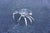 Mid 20th Century Sterling Silver Crab Salt Cellar 20th Century For Sale In Los Angeles - Image 6 of 8
