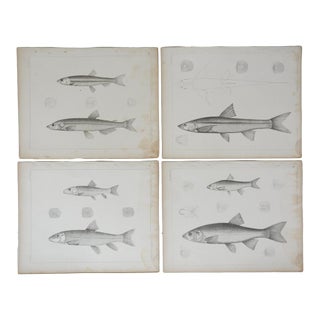 Mid 19th Century Us Pacifc Railroad Fish Lithograph Book Plates - Set of 4 For Sale