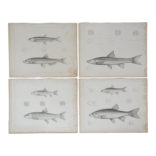 Mid 19th Century Us Pacifc Railroad Fish Lithograph Book Plates - Set of 4 For Sale