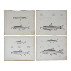 Mid 19th Century Us Pacifc Railroad Fish Lithograph Book Plates - Set of 4