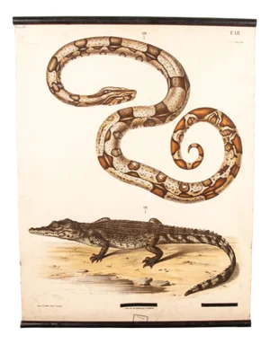 German Snake and Crocodile Educational Chart, 19th Century