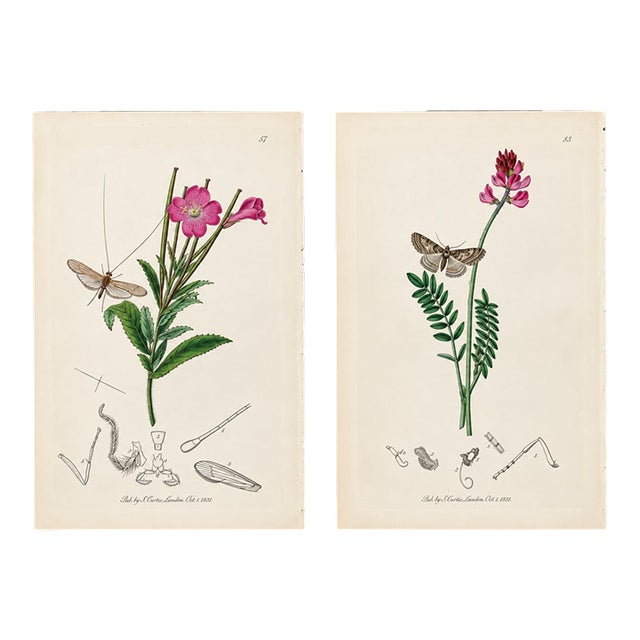 Rare Antique John Curtis Botanical & Insect Engravings C. 1825, Two Prints For Sale