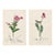 Rare Antique John Curtis Botanical & Insect Engravings C. 1825, Two Prints For Sale