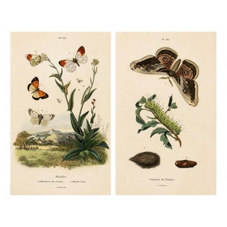 E. Guérin, Butterfly and Moth, 1835, Engraving, Set of 2 For Sale