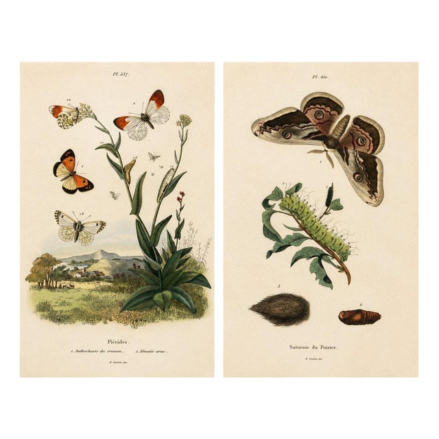 E. Guérin, Butterfly and Moth, 1835, Engraving, Set of 2 For Sale