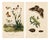 E. Guérin, Butterfly and Moth, 1835, Engraving, Set of 2 For Sale