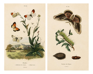 E. Guérin, Butterfly and Moth, 1835, Engraving, Set of 2