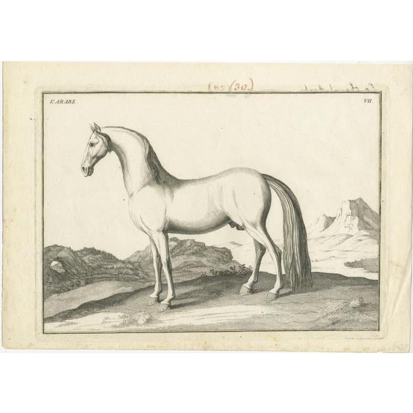 Set of 2 antique horse prints. These prints originate from ' of the Modern Riding School: In Its Perfection, Explained by...