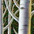 Revelry by Thane Gorek | Oil on canvas Depiction of white birch trees in a colorful forest. For Sale - Image 4 of 5