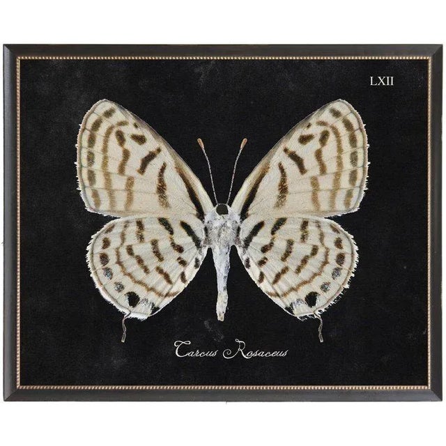 A brown and cream butterfly plate LXII print on black background in black beaded frame. 32x26