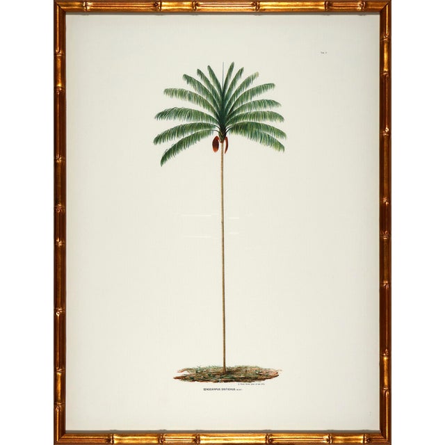 Illustration Set of 6 Palm Trees in Bamboo Moulding For Sale - Image 3 of 8