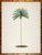 Illustration Set of 6 Palm Trees in Bamboo Moulding For Sale - Image 3 of 8