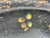 19th Century Ws Burton of London Papier Mache Tray For Sale - Image 13 of 14