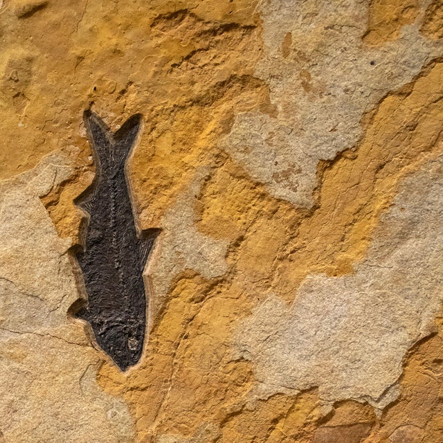 Fossil Fish Mural 7723cm For Sale - Image 4 of 4