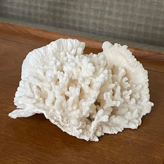 This lovely vintage selection of Merulina coral is an extremely beautiful specimen in terrific condition. The exquisite...