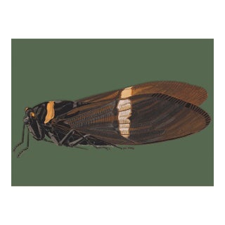 Bugs by Seguy #4 For Sale