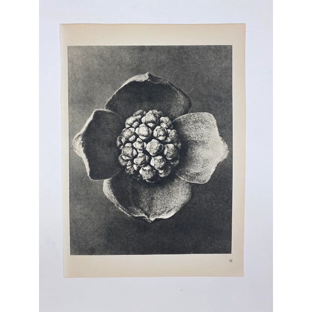 1940s 1940s Botanical Blossfeldt Print - No. 42 For Sale - Image 5 of 5