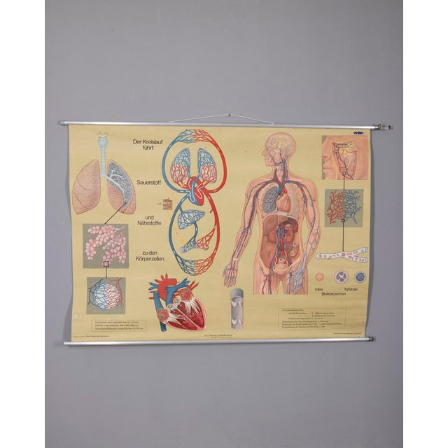 Vintage School Poster Breathing and Blood Circulation from Lehrmittelverlag Wilhelm Hagemann, 1970s For Sale - Image 14 of 14