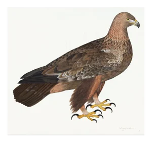 Golden Eagle Plate 05 by Olof Rudbeck (Cfa-Wd)