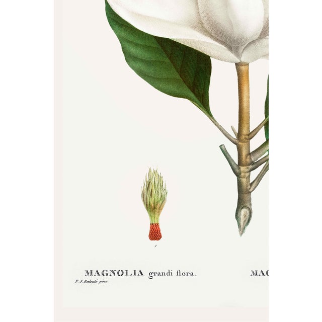 Southern Magnolia, Redouté Botanical Print, 24" X 32" For Sale - Image 4 of 7