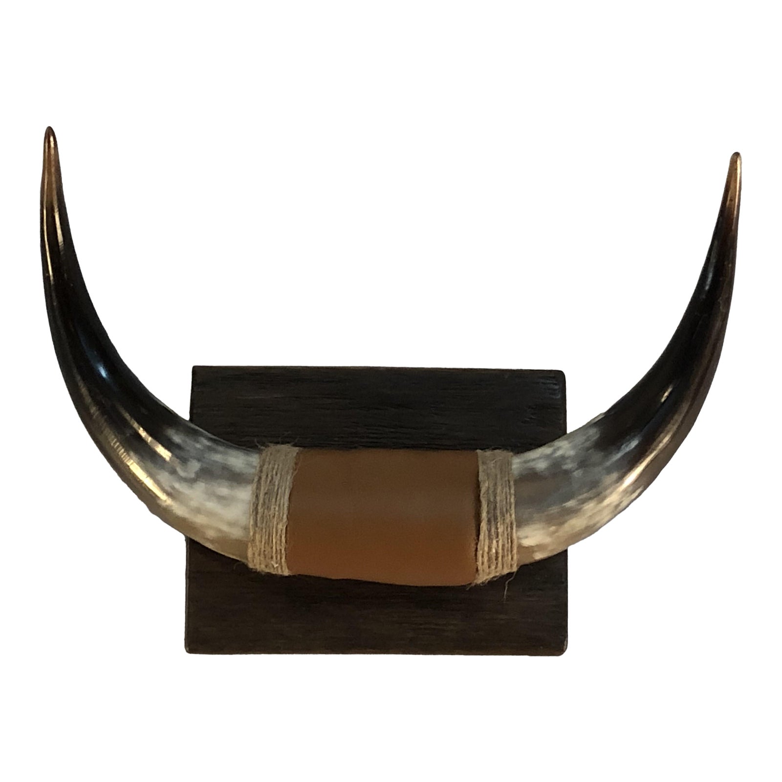 Vintage Polished Bull Horns | Chairish