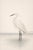 White Egret Coastal Study, Neutral Bird Wall Art Print, 24″ × 36″ For Sale