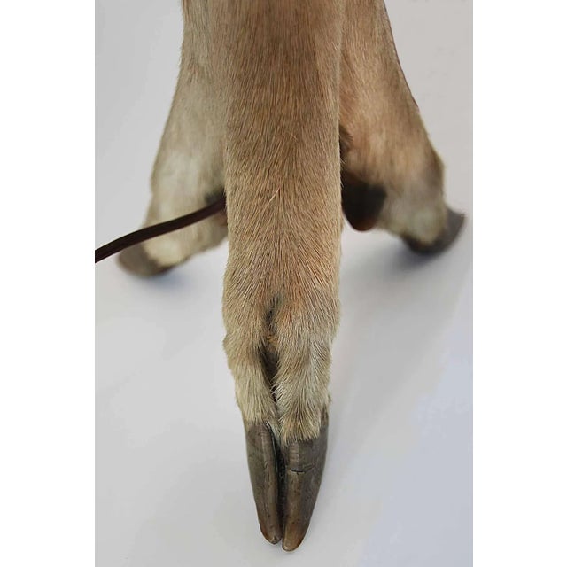 Vintage deer hoof table lamp. Circa 1960's - 1970's.