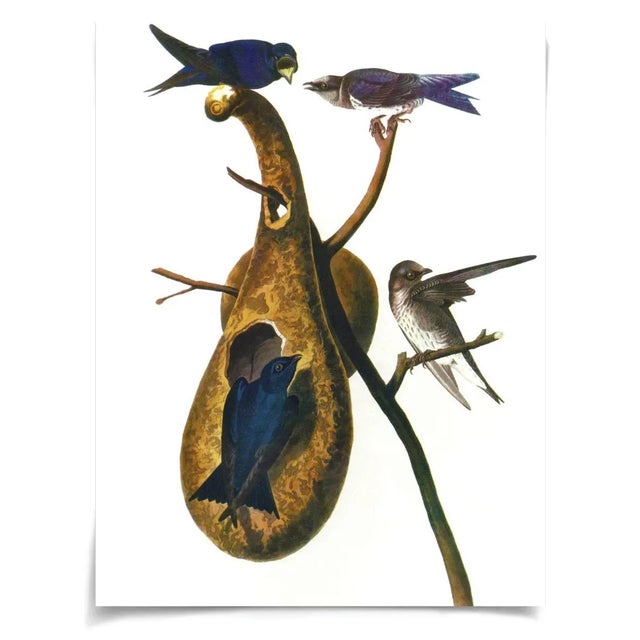 Contemporary Audubon 1, Unframed Artwork For Sale - Image 3 of 3