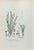 Lithograph hand watercolored. Plate from "Atlante di Botanica popolare ossia Illustrazione di Piante Notevoli di ogni...