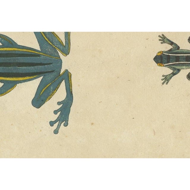 19th Century Bertuch, Four Colourful Tree Frogs, 1815, Print For Sale - Image 5 of 12