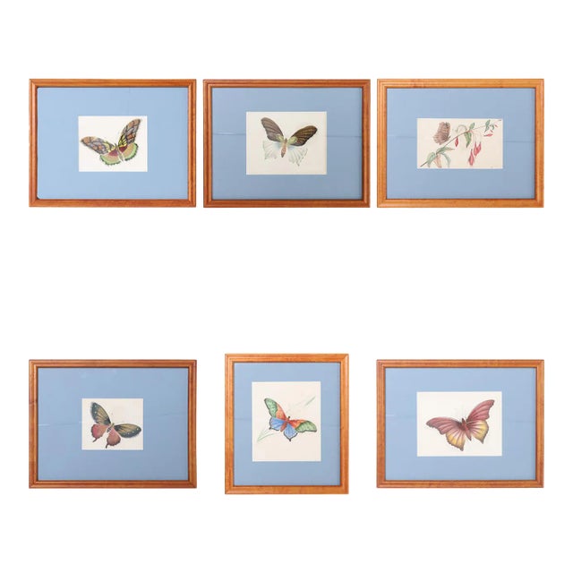 Vintage Set of Six Moth Watercolors For Sale