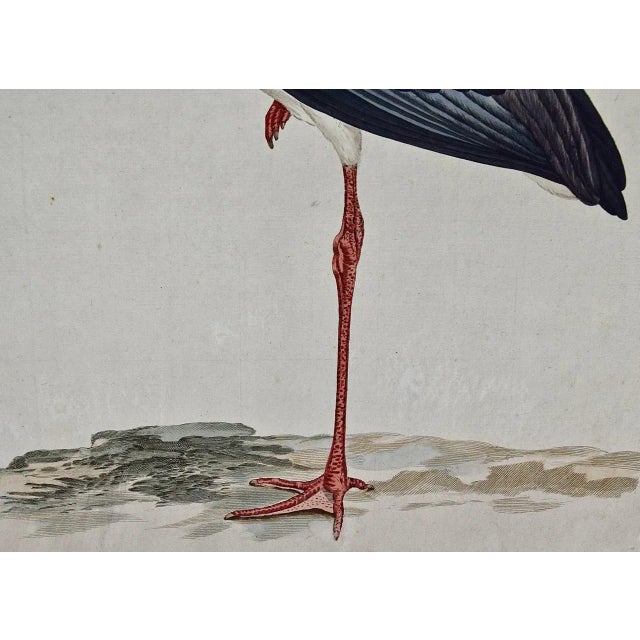 18th Century White Stork "Ardea Ciconia": An 18th Century Hand-Colored Engraving by Nozeman, 1789 For Sale - Image 5 of 5