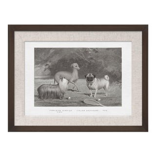 Cassell Dogs; Yorkshire Terrier, Greyhound, & Pug, Framed Artwork For Sale