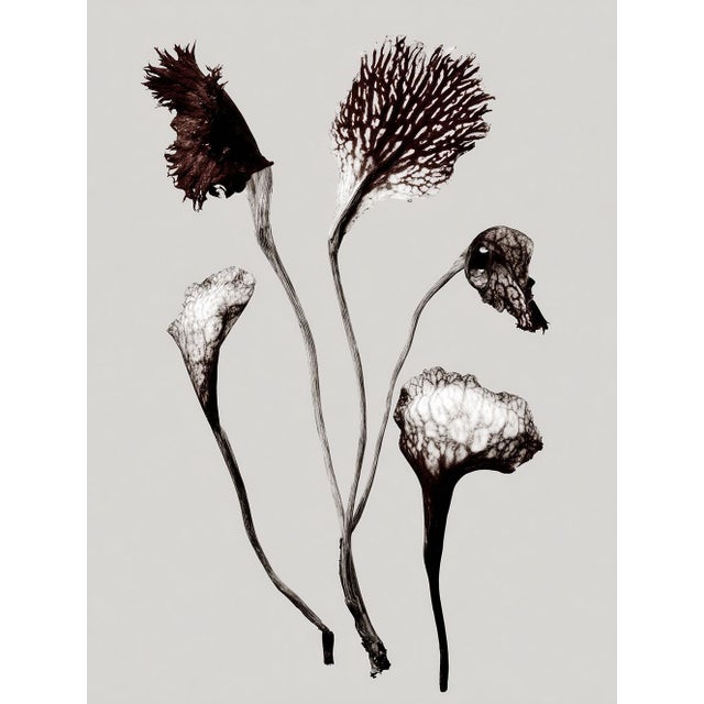 Set of 8 — “Flowers” Black & White Botanical Photography Prints | Unframed For Sale - Image 6 of 10