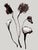 Set of 8 — “Flowers” Black & White Botanical Photography Prints | Unframed For Sale - Image 6 of 10