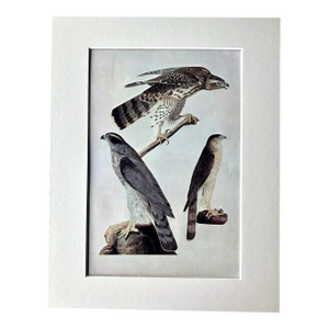 Vintage John James Audubon Matted Print, 1966: Goshawk
