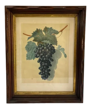 Antique 1809 Botanical Engraving With Grapes, Framed