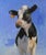Black Cow by Ali Ghassan | Oil Painting of a black and white cow against a blue background For Sale