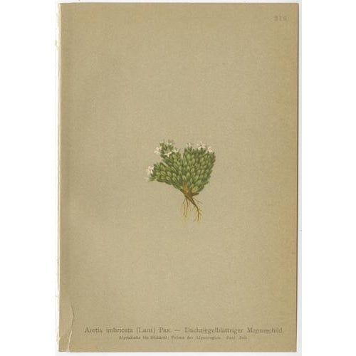 Alpine Botanical Plates of Aretia & Douglasia, 1897, Set of 5 For Sale - Image 4 of 9