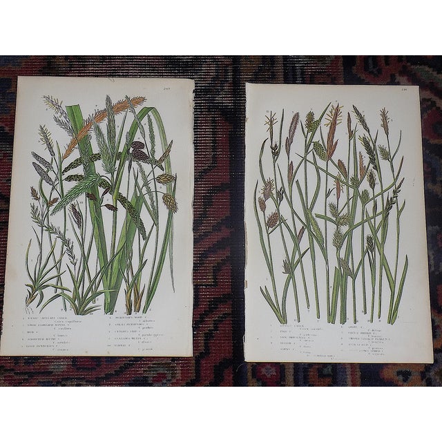 Late 19th Century Antique 19th Century Botanical Lithographs - Set of 12 For Sale - Image 5 of 9