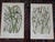 Late 19th Century Antique 19th Century Botanical Lithographs - Set of 12 For Sale - Image 5 of 9