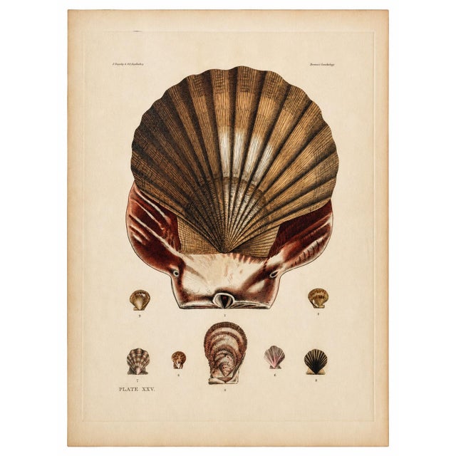 Illustration Scallop Shells | Original Hand-Colored Shell Engraving – Captain Thomas Brown, Plate XXV | C. 1840 For Sale - Image 3 of 3